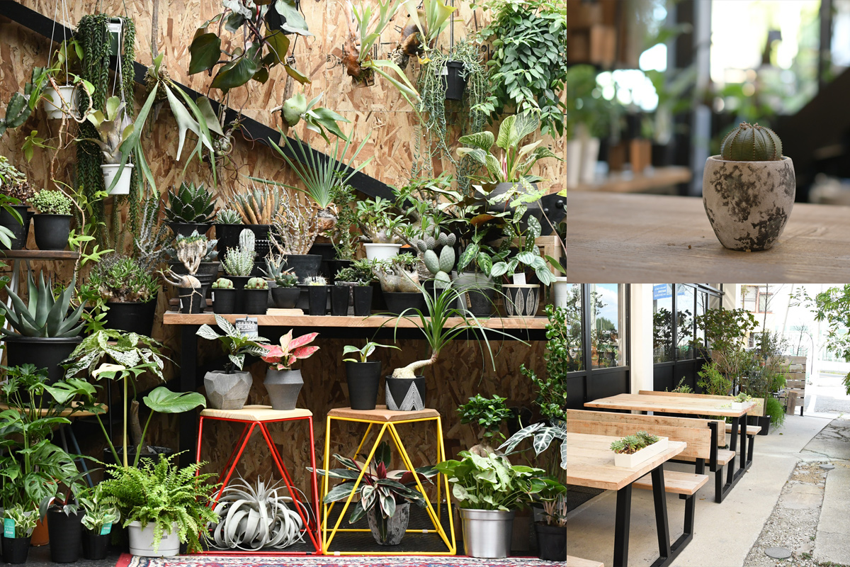 写真：植物