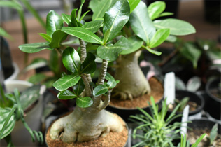 コーデックス（塊根植物）