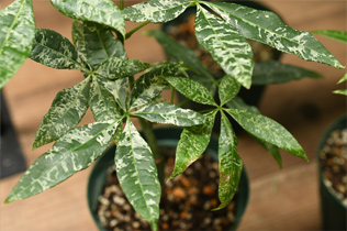 観葉植物