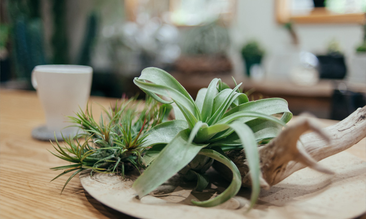 写真：SULK GREEN CAFE SAKAI