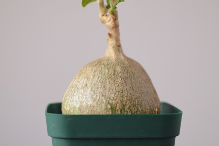 写真：SULK GREEN 通販にて珍しい塊根植物・冬型植物を12月11日に販売開始！