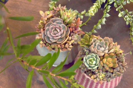 写真：3月再開！多肉植物寄せ植えワークショップ開催