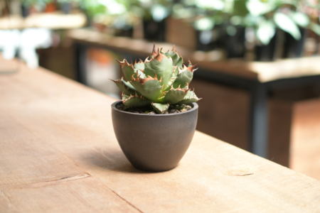 写真：コーヒー片手に植物のお話と交換会「TALKING ABOUT PLANTS」