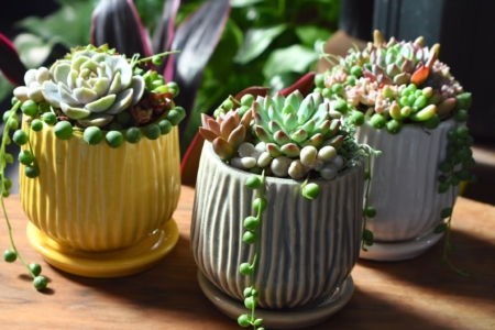 写真：11月エケベリアなどの多肉植物寄せ植えワークショップ開催