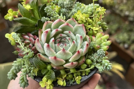 写真：【堺店】5月多肉植物の箱庭風寄せ植えワークショップ開催